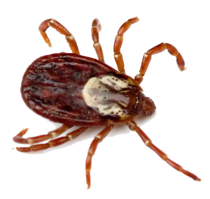 Tick insect PNG-51906